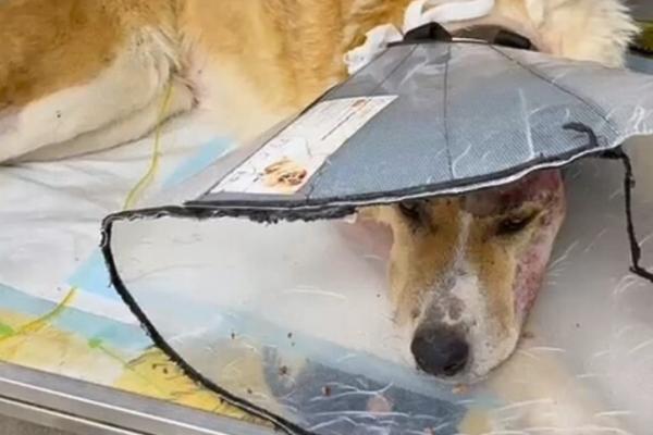 Екатеринбургские зоозащитники собирают средства на лечение собаки, попавшей под поезд. 18+ - Фото 1