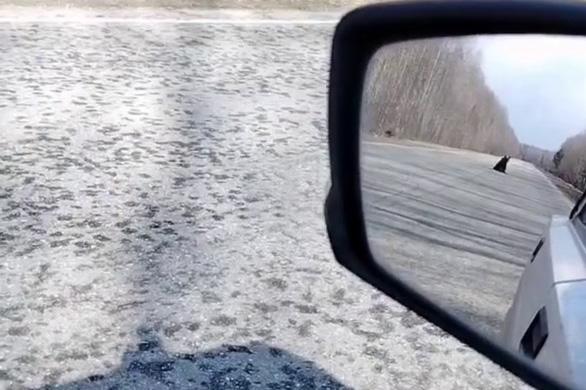 Под Верхотурьем на дорогу вышел худой медведь  - Фото 1