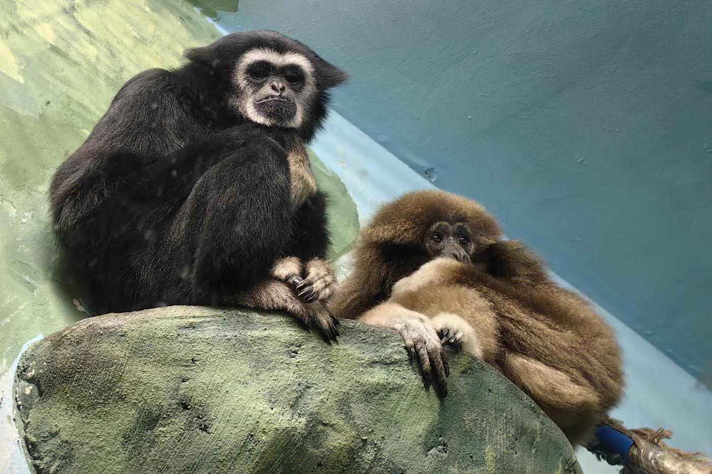 В Екатеринбургском зоопарке поселился белорукий гиббон Рокки - Фото 1