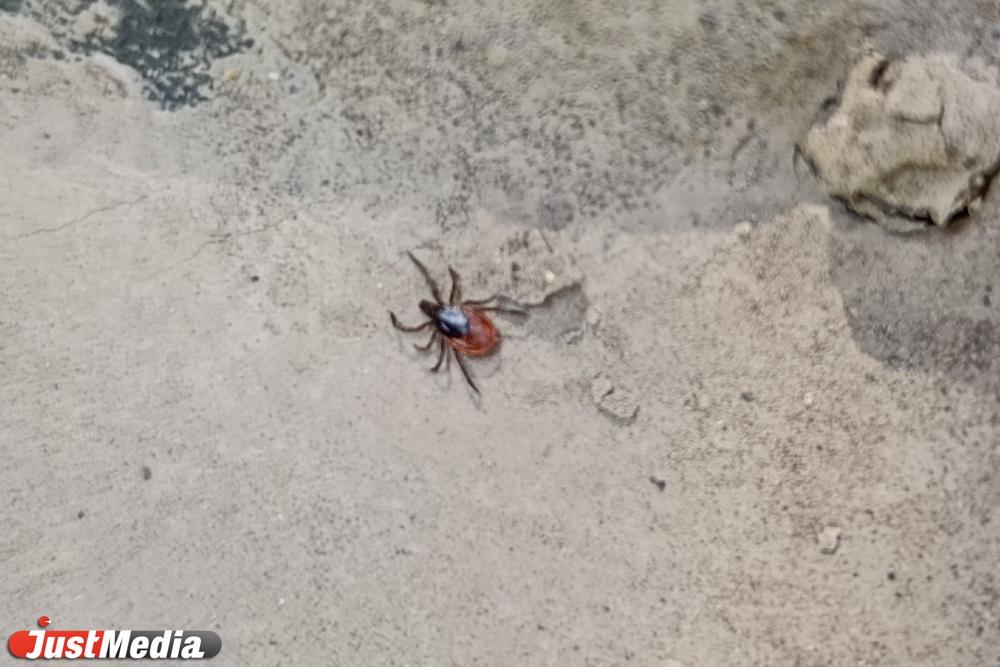 Свердловские лесопарки и туристические маршруты обработают от клещей - Фото 1