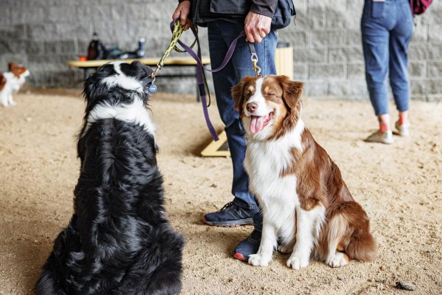 В Екатеринбурге возле Макаровского моста открылась большая площадка для выгула собак - Фото 1