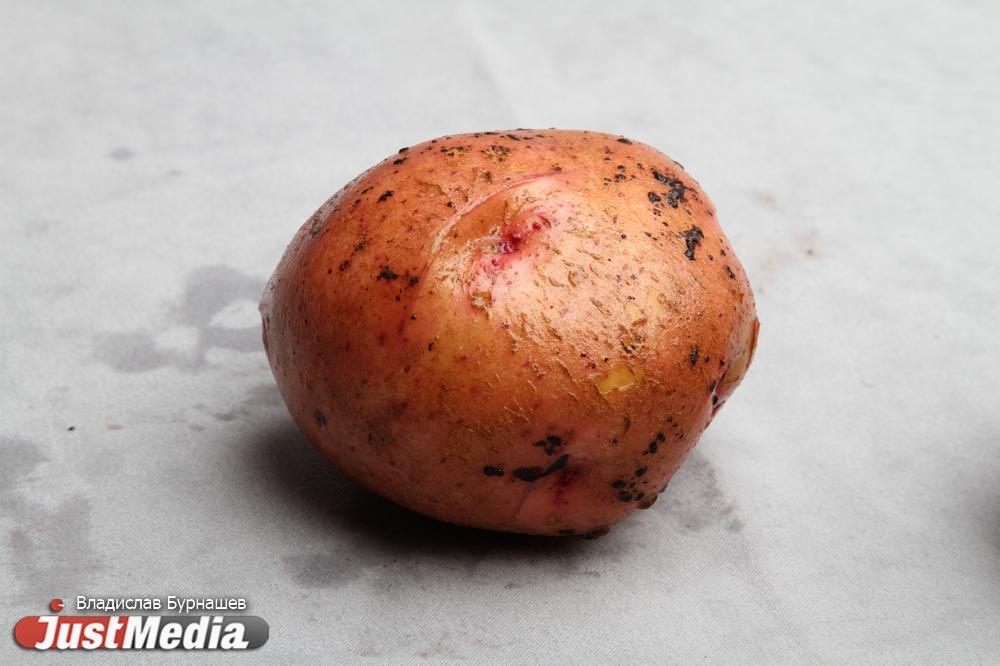 На Урале продолжают дорожать картофель и местные овощи - Фото 1