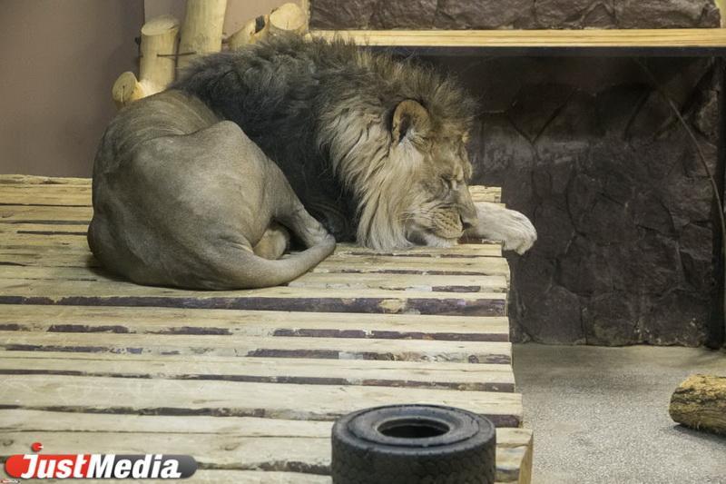 Льву-«подкаблучнику» из зоопарка Екатеринбурга исполнилось 18 лет - Фото 1