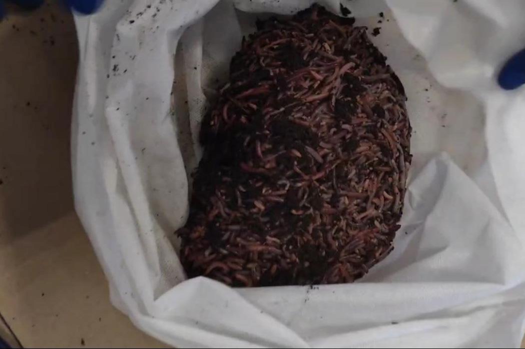 Екатеринбургские бизнесмены отправили в ОАЭ почти 380 кг дождевых червей - Фото 1