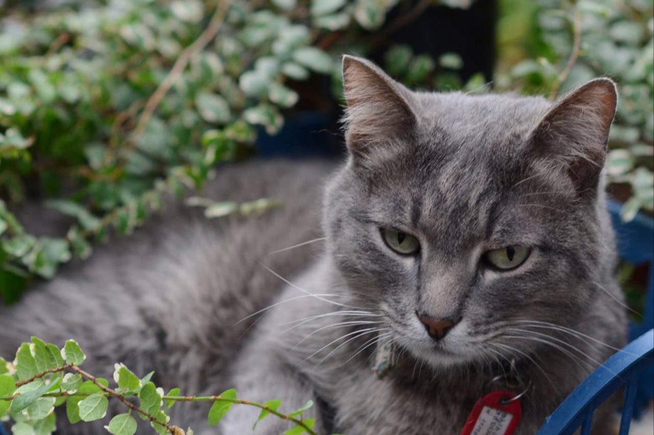 В Екатеринбурге Дендропарку вернули кота Василия, который пропал - Фото 1