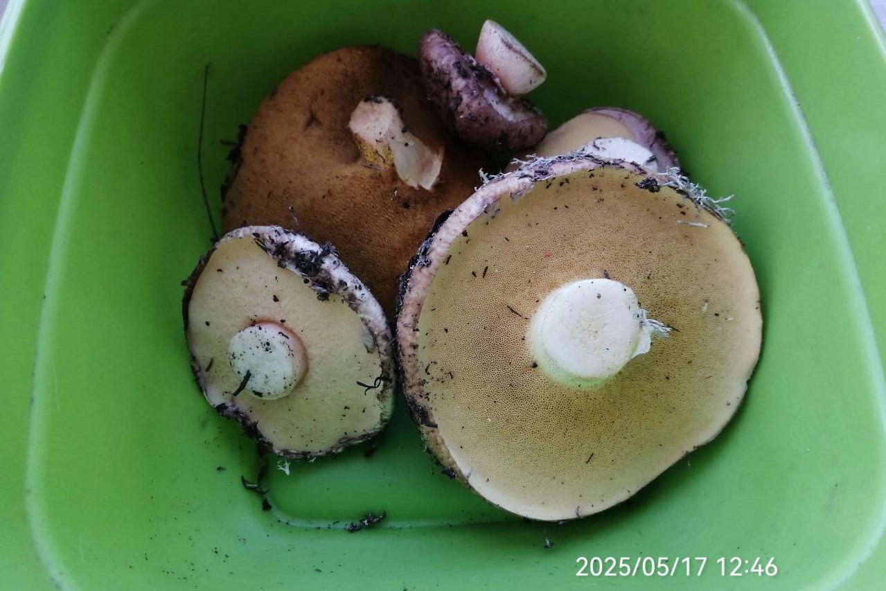 Свердловские грибники открыли полноценный грибной сезон - Фото 1