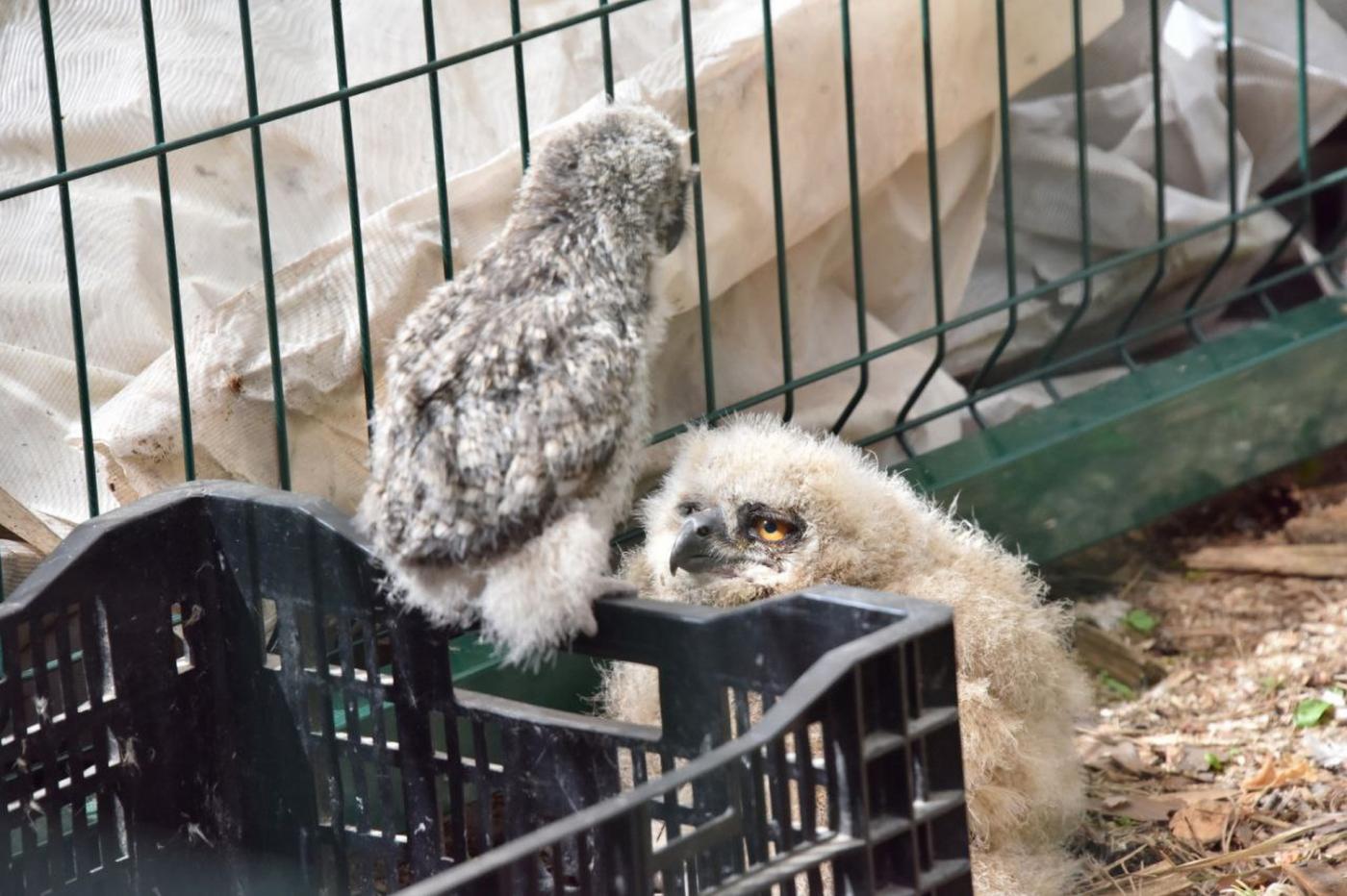 Птенцов краснокнижных филинов выпустят в природном парке «Бажовские места» - Фото 1