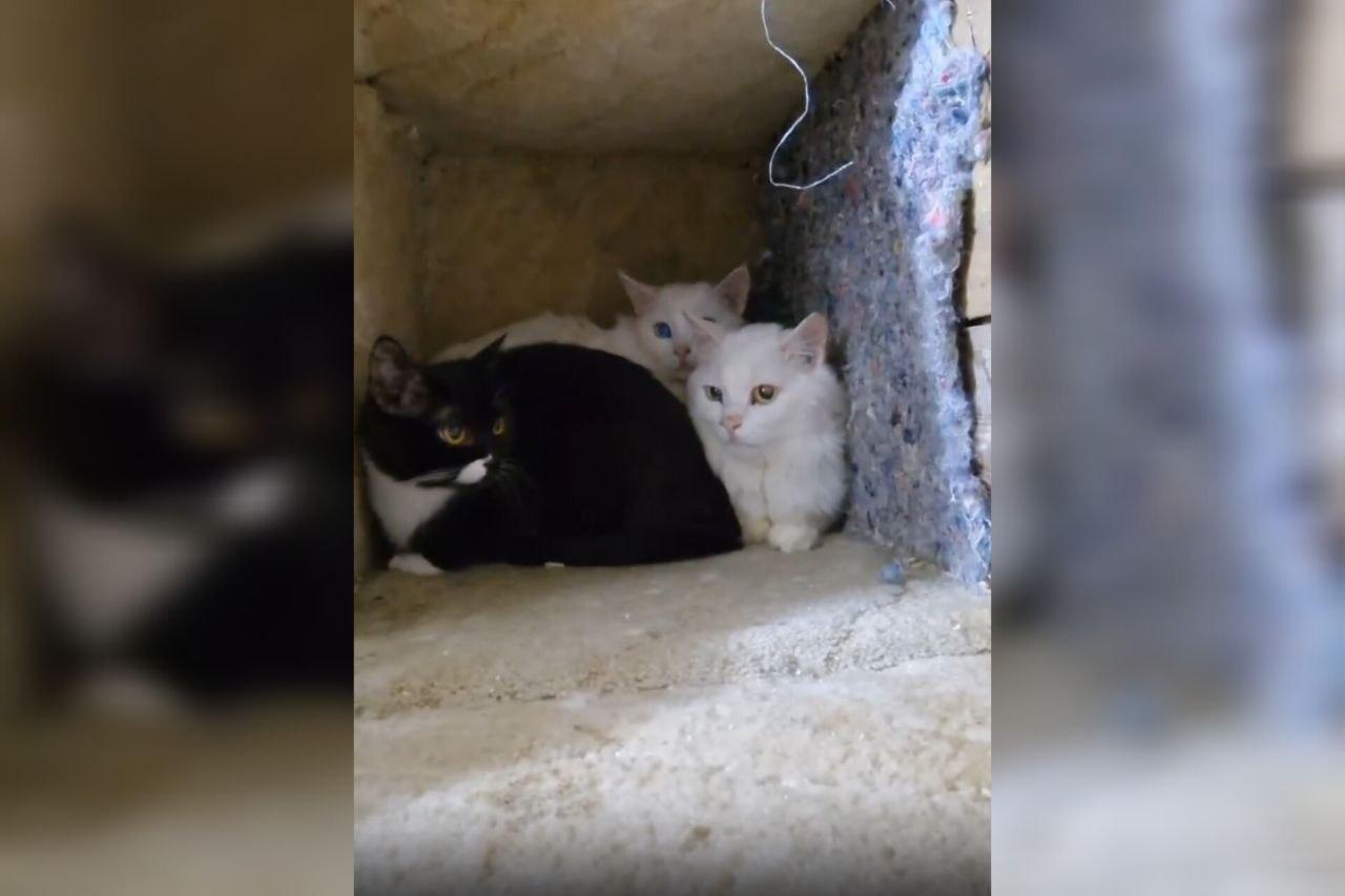 На Урале семь кошек прожили несколько дней в квартире с трупом владелицы - Фото 1