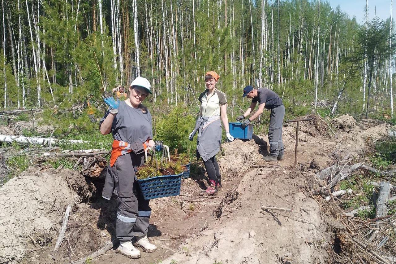 Свердловские железнодорожники высадили почти 20 тысяч деревьев - Фото 1