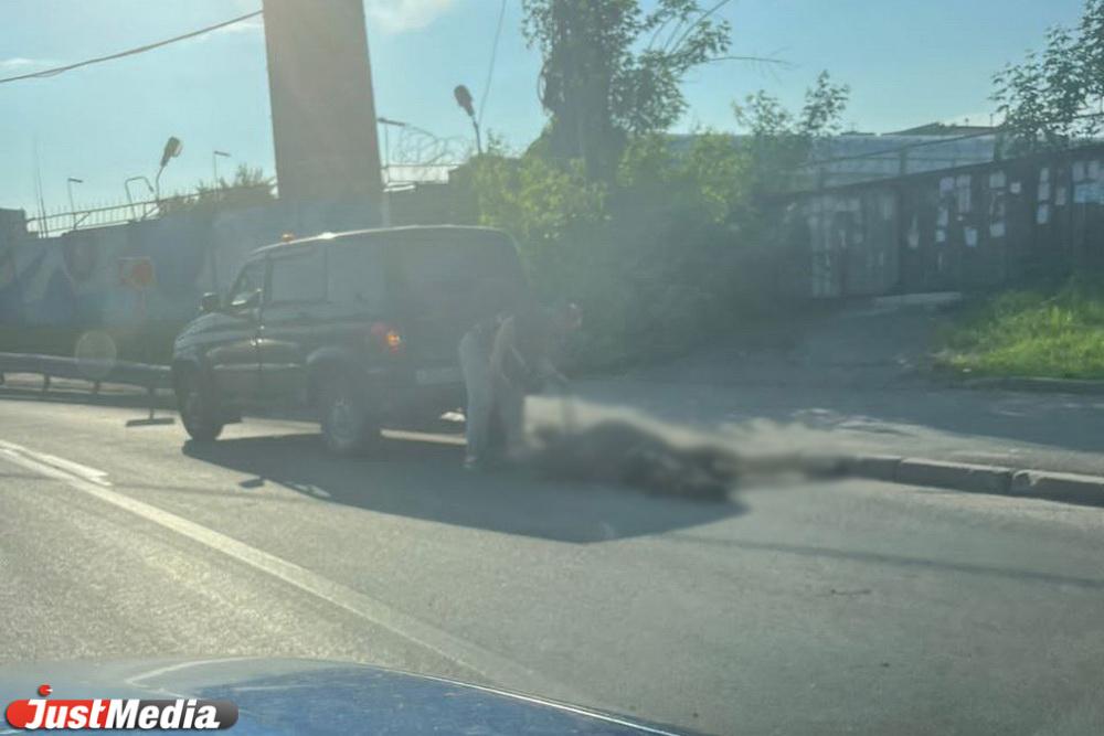 В центре Екатеринбурга на дороге лежит мертвый лосенок - Фото 1