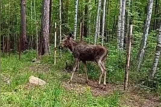 Лосенка, который заблудился в центре Екатеринбурга, отвезли в лес  - Фото 1
