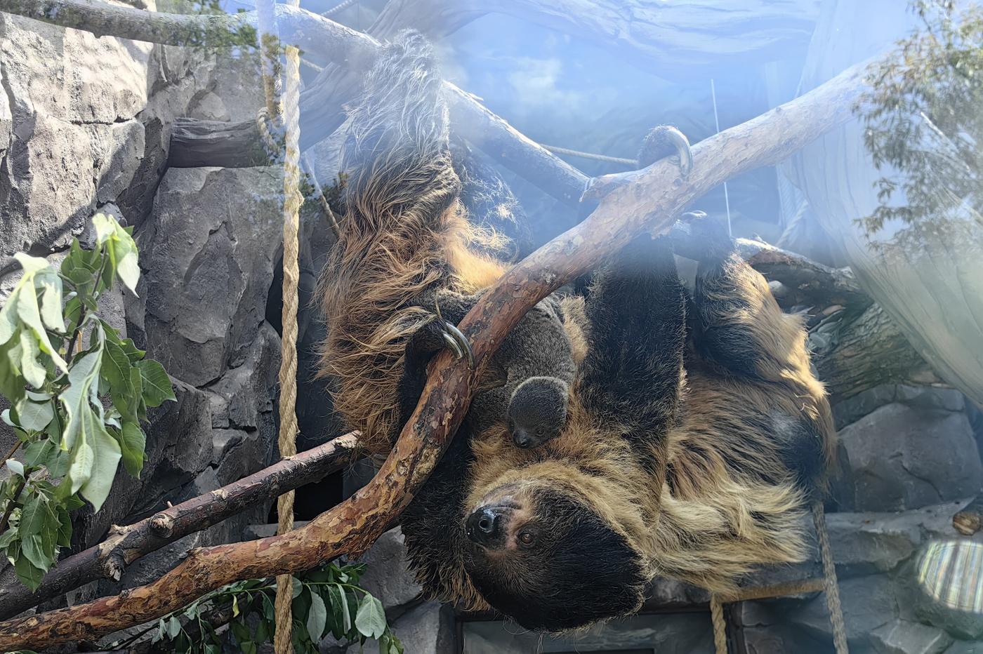 В Екатеринбурге у ленивцев родился малыш - Фото 1