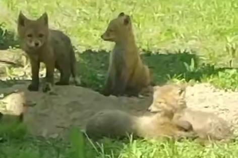 На предприятии в Нижнем Тагиле поселились лисята - Фото 1