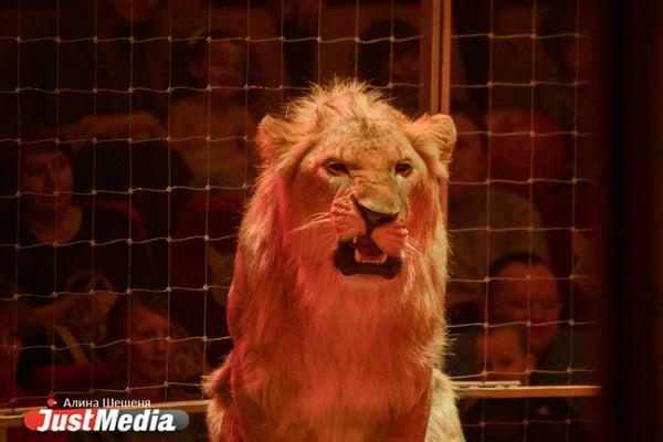 В Намибии львица набросилась на захотевшего в туалет бизнесмена и растерзала его - Фото 1