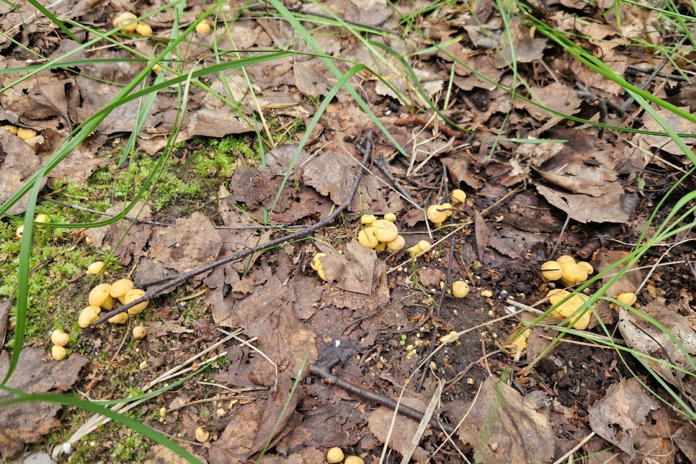 В свердловских лесах раньше «срока» появились лисички - Фото 1