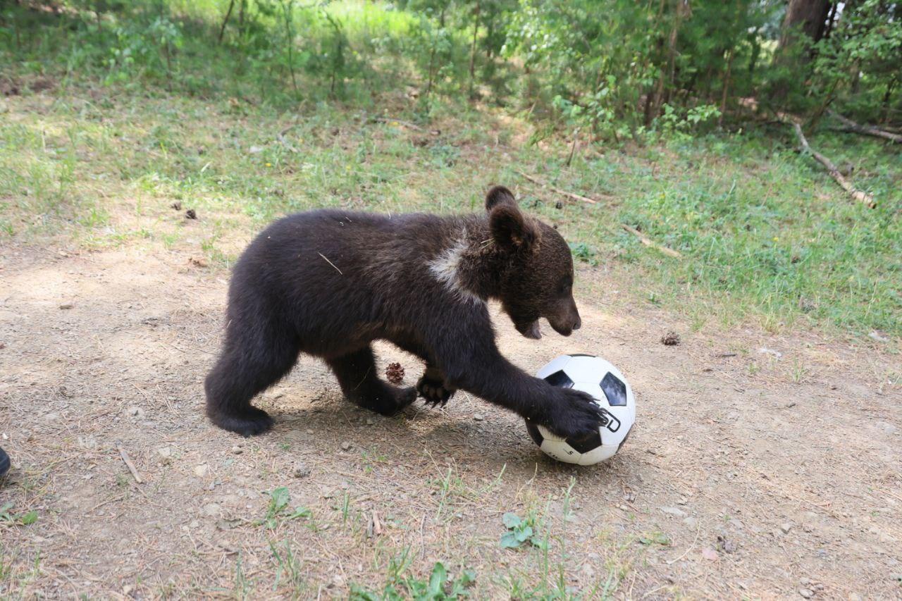 Артем Жога сыграл с медвежатами в футбол - Фото 1