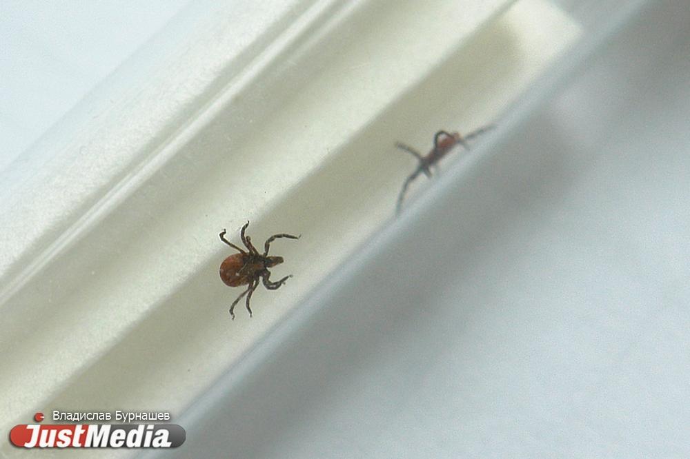 С начала сезона 366 свердловчан попали в больницу после укуса клеща - Фото 1