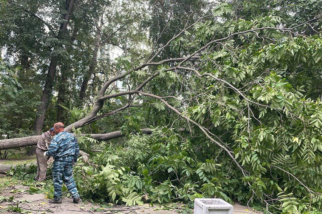 В Дендропарке на Первомайской упало дерево - Фото 1