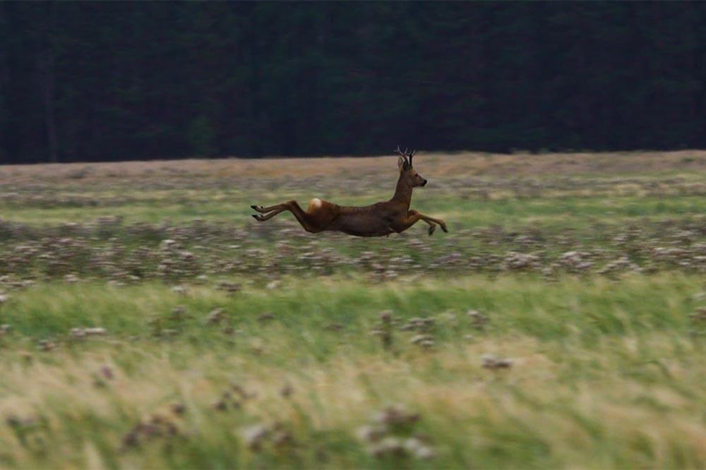В природных парках Свердловской области начнут подкармливать диких животных - Фото 1