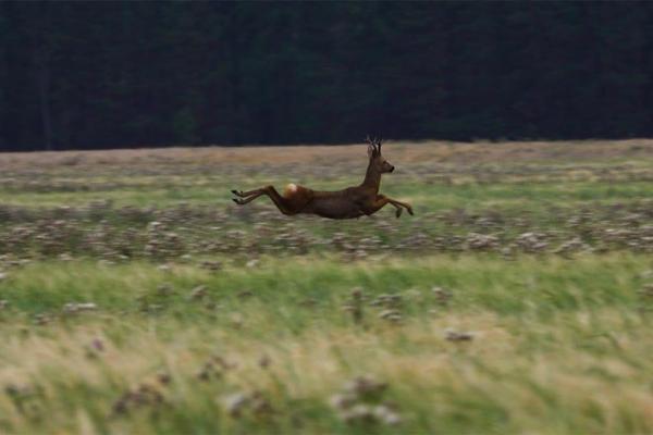 В природных парках Свердловской области начнут подкармливать диких животных - Фото 1