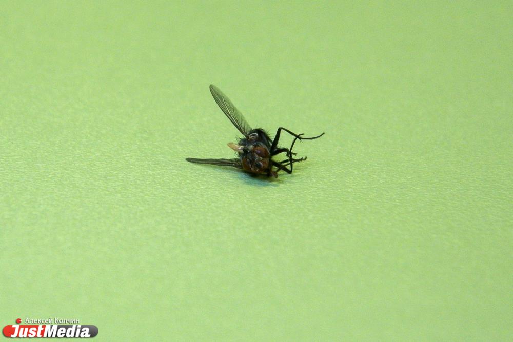 Насекомые, плесень, грязь. Что еще нашли на молочном заводе в Алапаевске - Фото 1