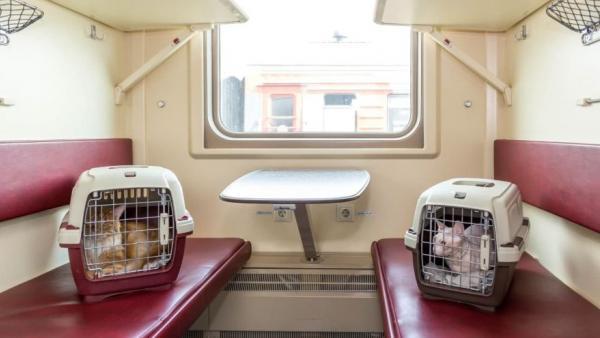 В уральских поездах дальнего следования путешествие вместе с хозяевами совершили 22,5 тысячи домашних животных за 7 месяцев - Фото 1