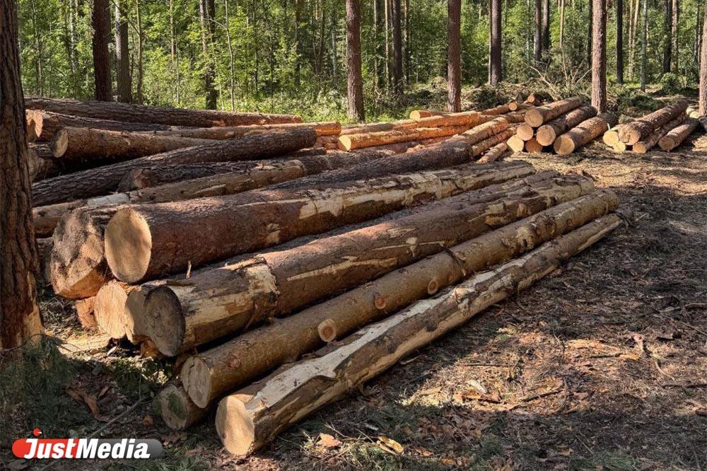 «Будем страдать от пыли и шума». Жители СНТ под Сысертью пожаловались на вырубку леса - Фото 1