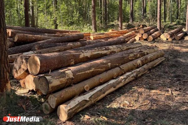 «Будем страдать от пыли и шума». Жители СНТ под Сысертью пожаловались на вырубку леса - Фото 1