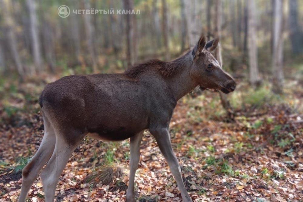 Выращенную людьми лосиху Дашу отпустили в лес искать любовь - Фото 1