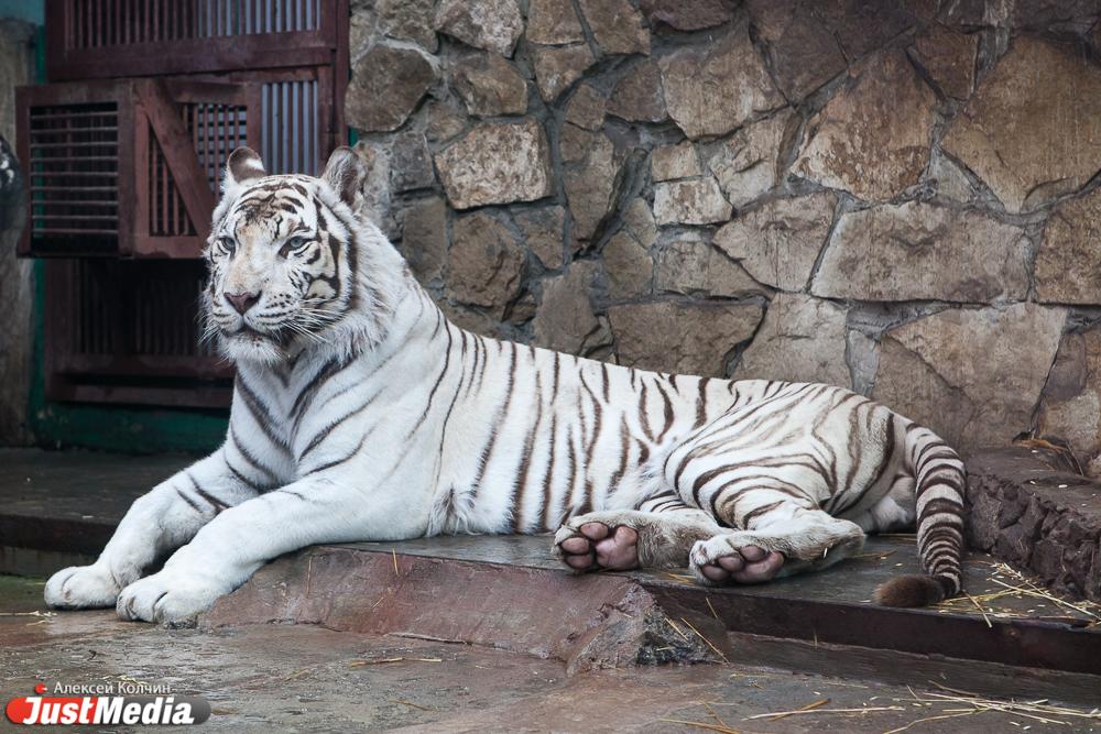В 2026 году в Екатеринбургском зоопарке планируют начать строить вольер для тигров - Фото 1