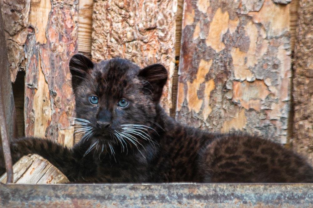 В Екатеринбурге в семье дальневосточных леопардов родилась девочка - Фото 1