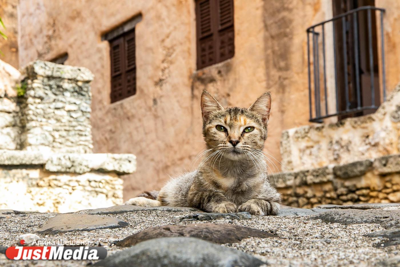 В Красноуфимске суд заставил пенсионерку очистить квартиру, загаженную бездомными животными - Фото 1