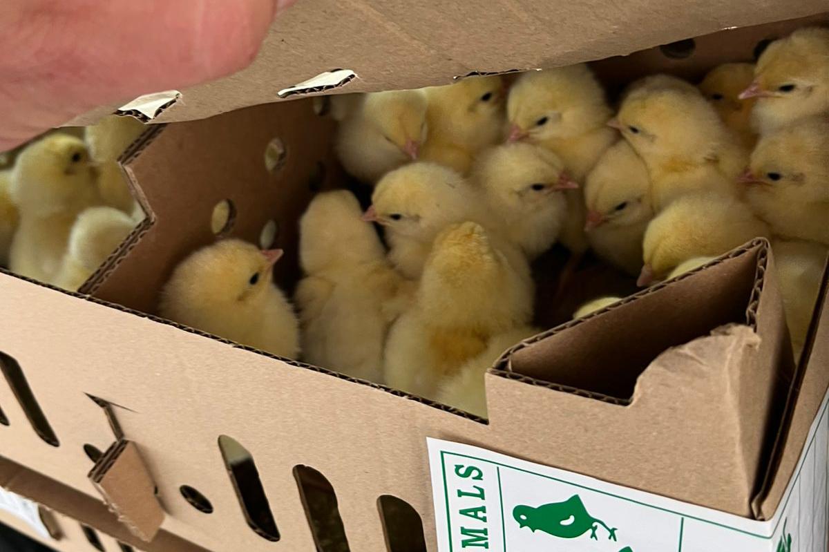  Из Екатеринбурга в Алтайский край улетели более тысячи суточных цыплят - Фото 1