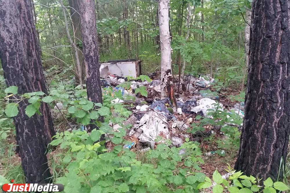 В Екатеринбурге с начала года ликвидировали почти 600 несанкционированных свалок - Фото 1