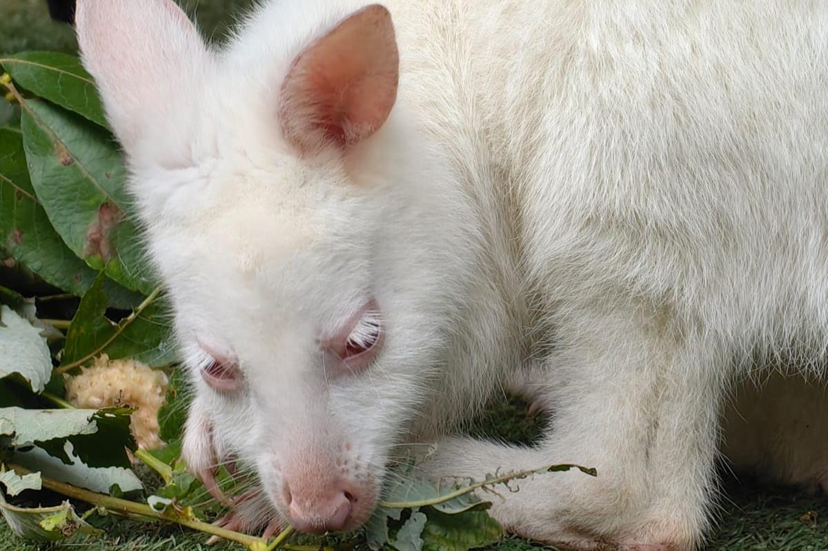 В зоопарке Екатеринбурга поселилась рыже-серая валлаби Альбина - Фото 1