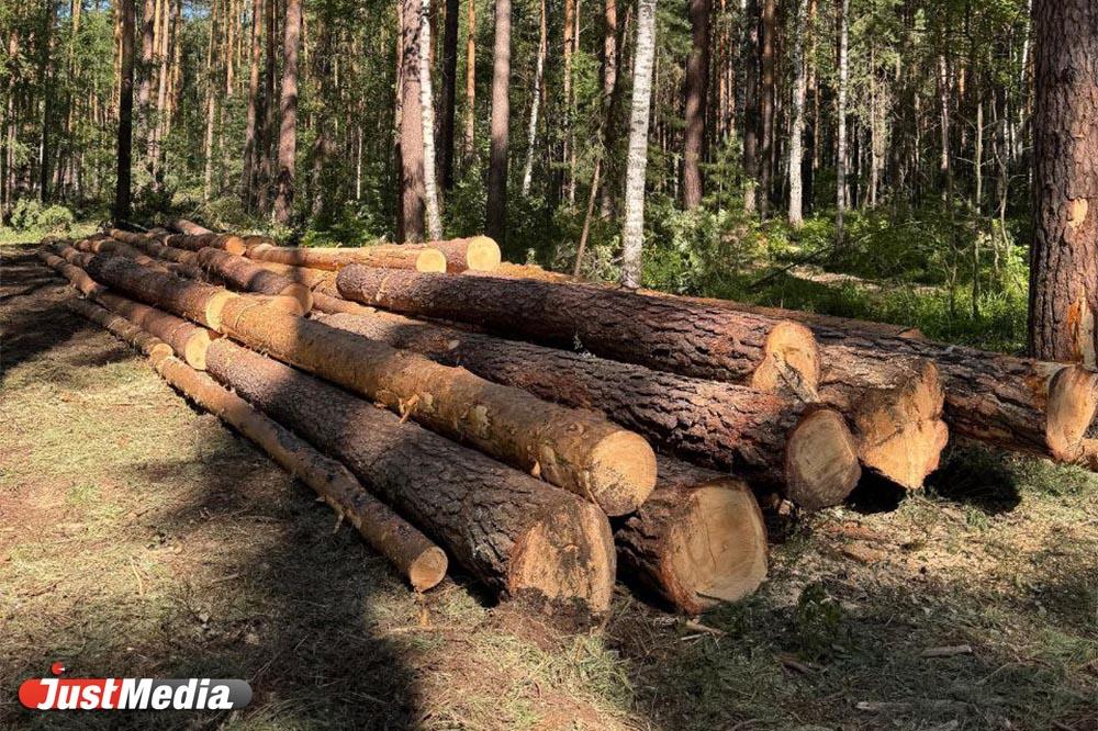 Ущерб в 450 млн рублей: в «Бажовских местах» несколько лет незаконно вырубали сосны и березы - Фото 1