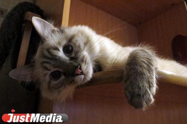 Студент из Китая ест кошачий корм ради оплаты своего обучения в Швейцарии - Фото 1