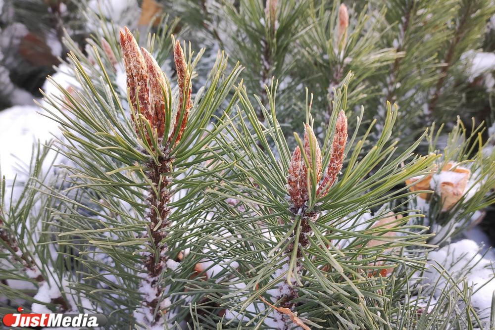 Синоптики пообещали свердловчанам заморозки и мокрый снег уже в ближайшие два дня - Фото 1