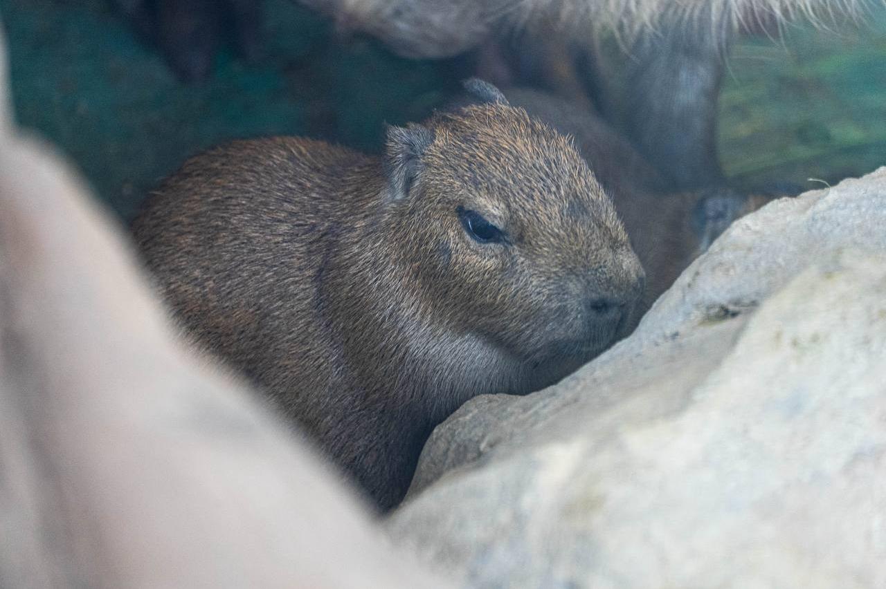 В зоопарке Москвы в семье капибар родились двойняшки - Фото 1
