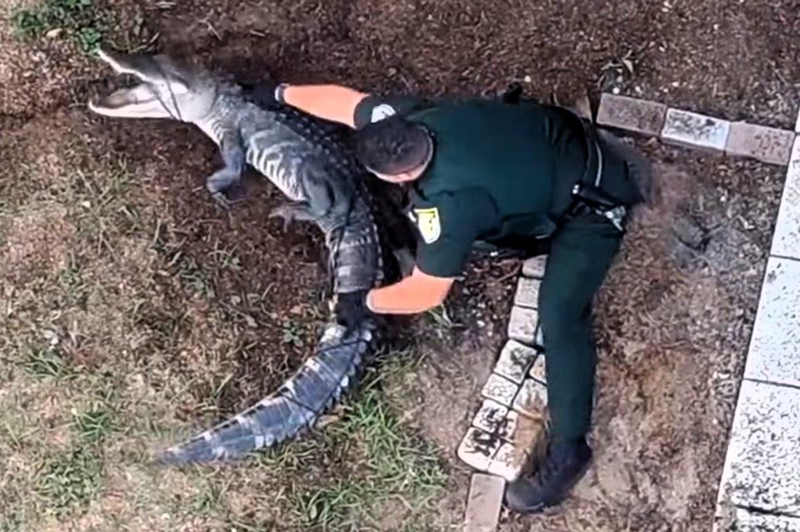 В США полицейский «скрутил» аллигатора, который залез в сад к местной жительнице - Фото 1