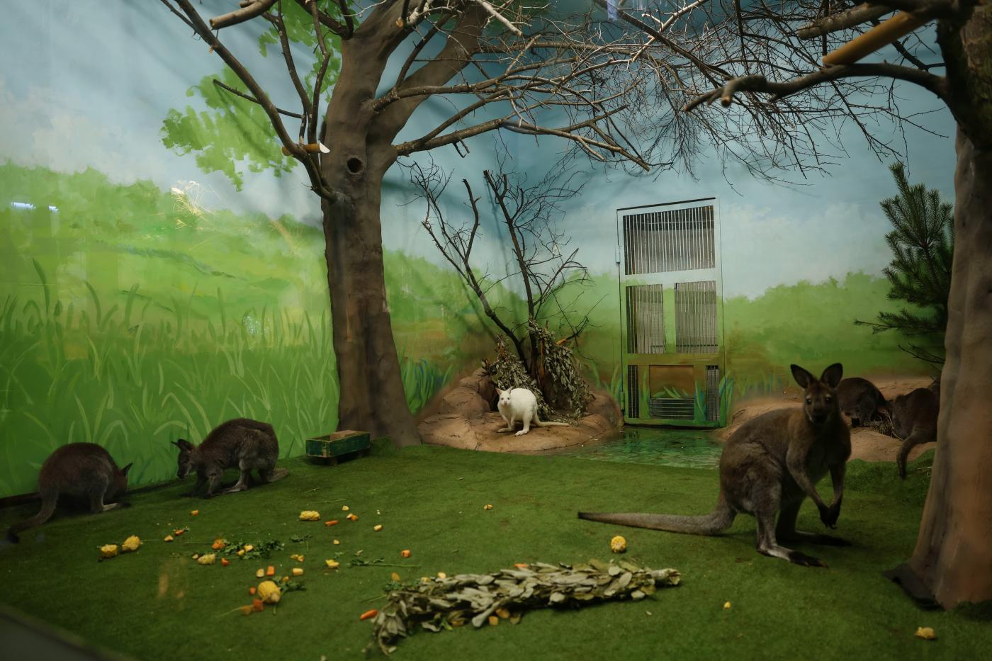 Кенгуру переселились в обновленные зимние вольеры в зоопарке Екатеринбурга - Фото 1