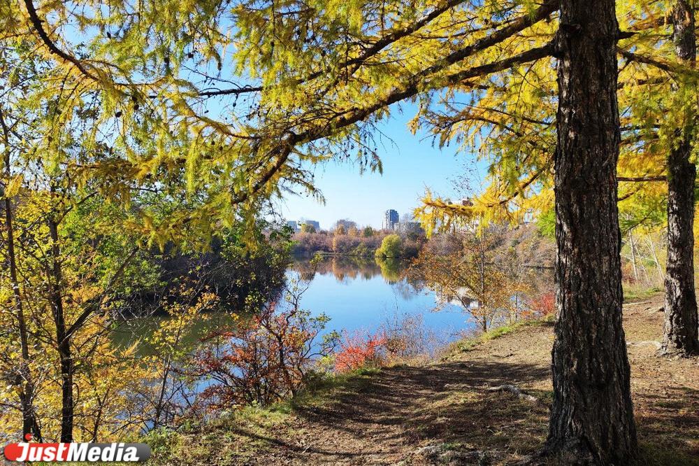 Скоро «золотая» осень все». Екатеринбуржцы заполонили парки, чтобы погулять и сделать красивые фото  - Фото 1