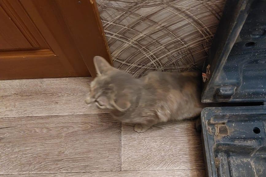 В Нижнем Тагиле спасли кота, который неделю просидел в вентиляционной шахте  - Фото 1