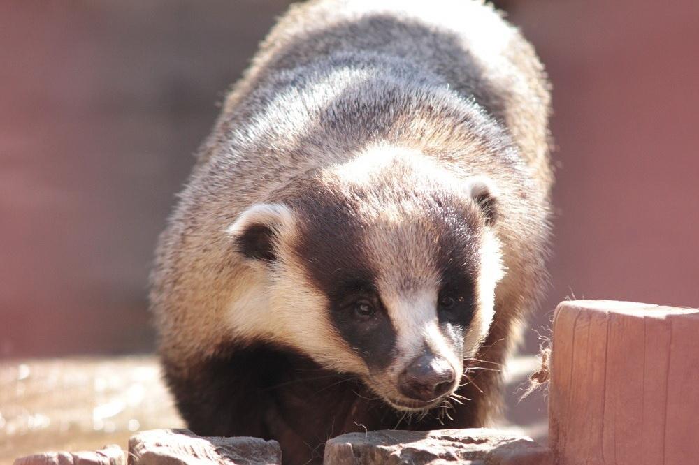 Питомцы екатеринбургского зоопарка отъелись перед зимней спячкой. ФОТО - Фото 1