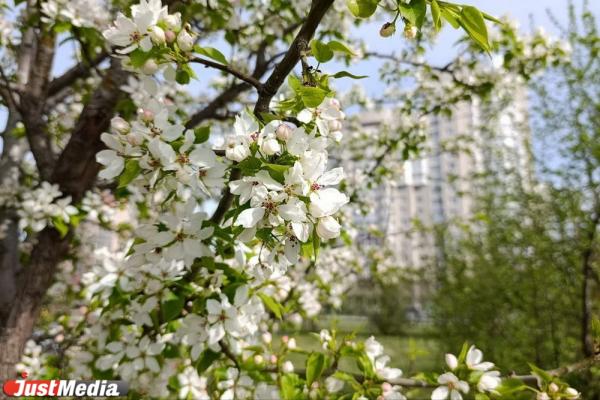 Первые яблони зацвели в Екатеринбурге - Фото 1