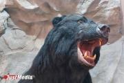 В США медведь атаковал пасеку и съел весь мед