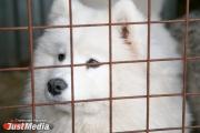 Бабушка из Артемовского района получит от властей за нападение собаки более 60 тысяч рублей
