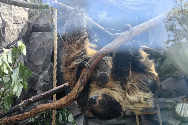 В Екатеринбурге у ленивцев родился малыш - Фото 1