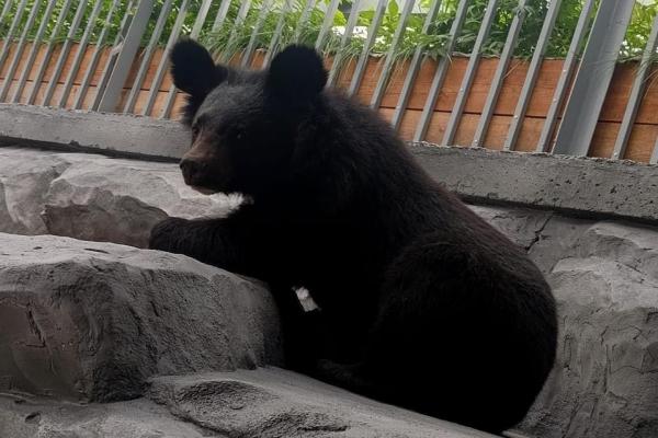 В Екатеринбург из Казахстана прилетели гималайский мишка и тяньшанская медведица - Фото 1