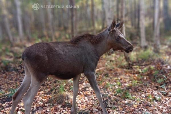 Выращенную людьми лосиху Дашу отпустили в лес искать любовь - Фото 1